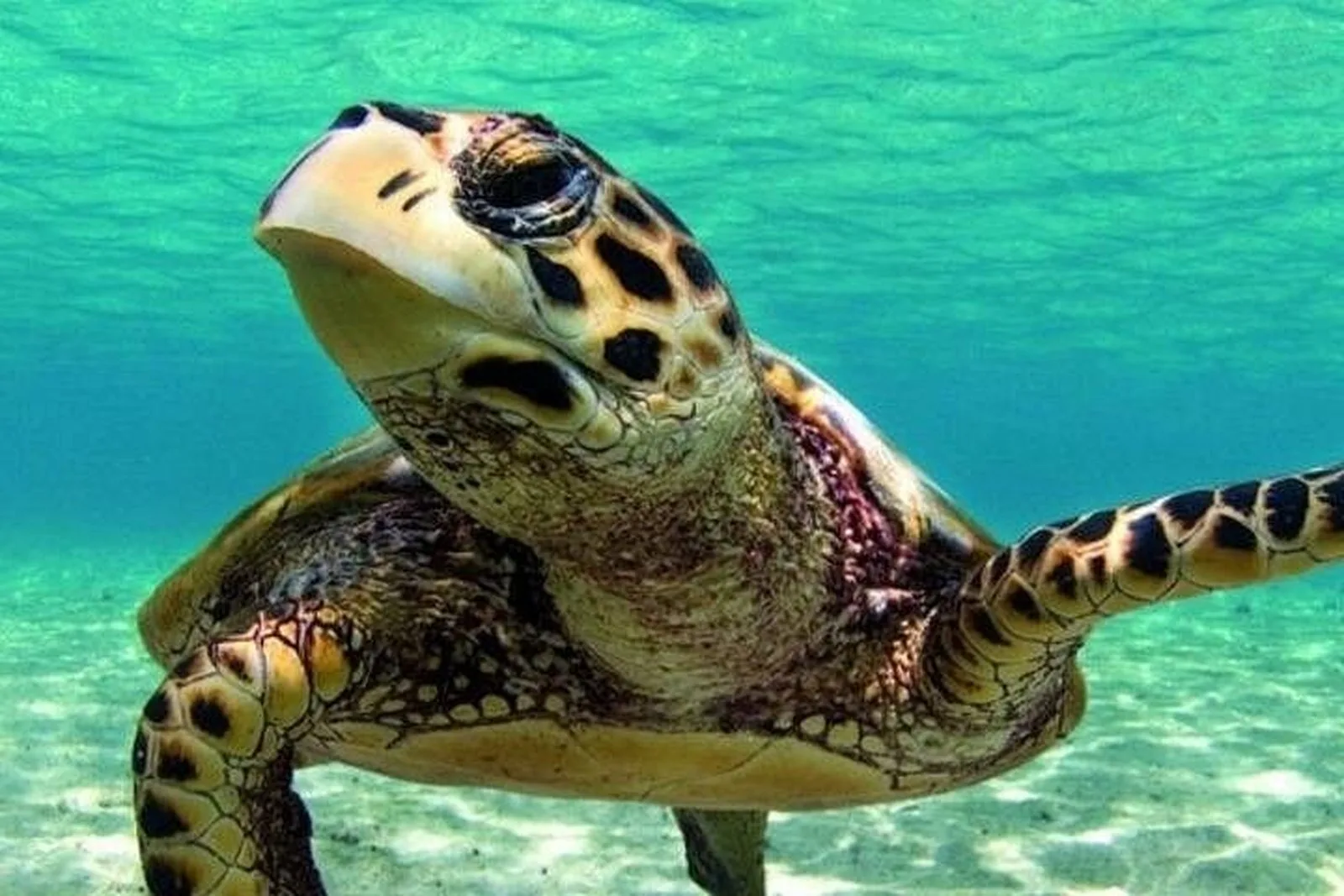 Dalyan Turtle Beach Tour in Marmaris