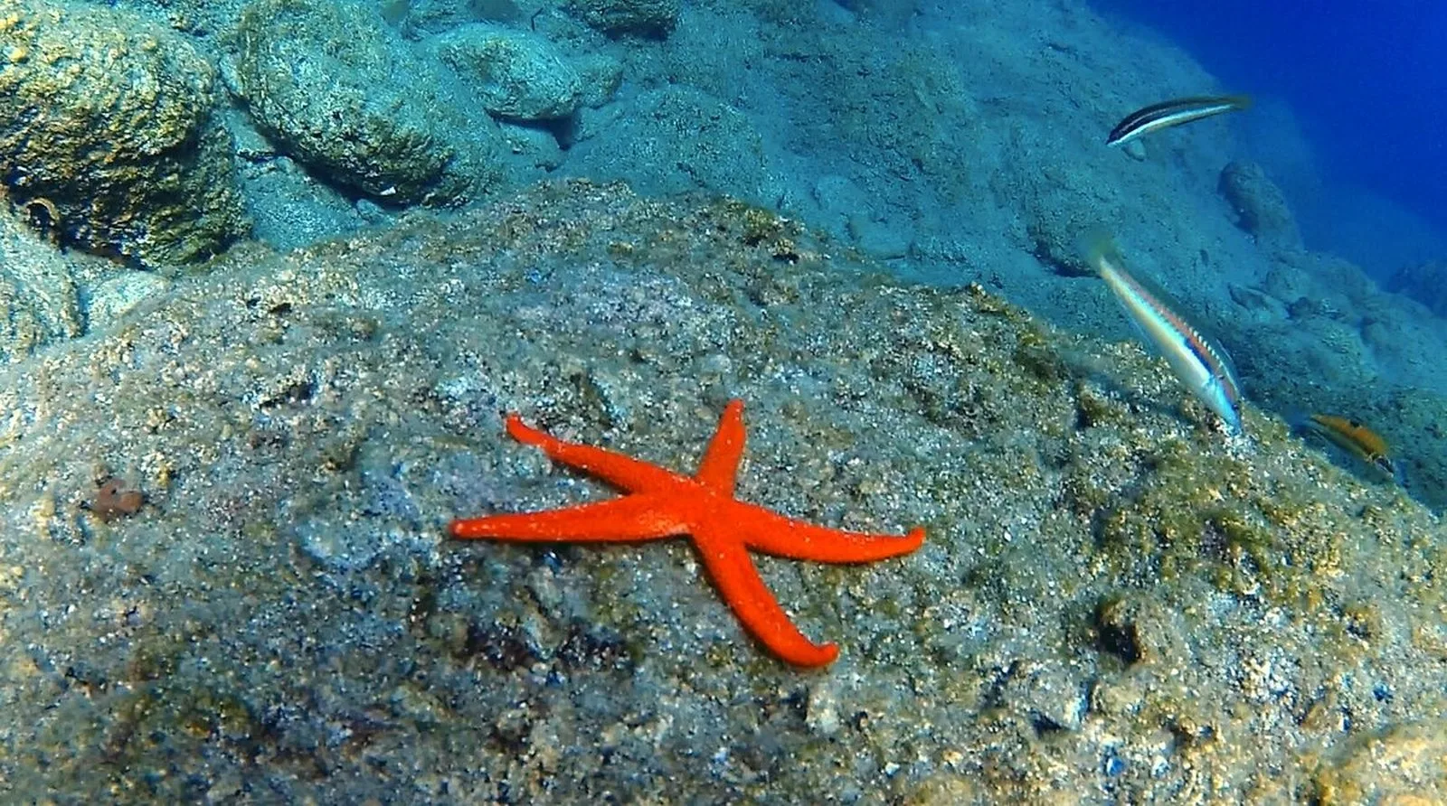 Marmaris Diving Tour daily tour in Marmaris